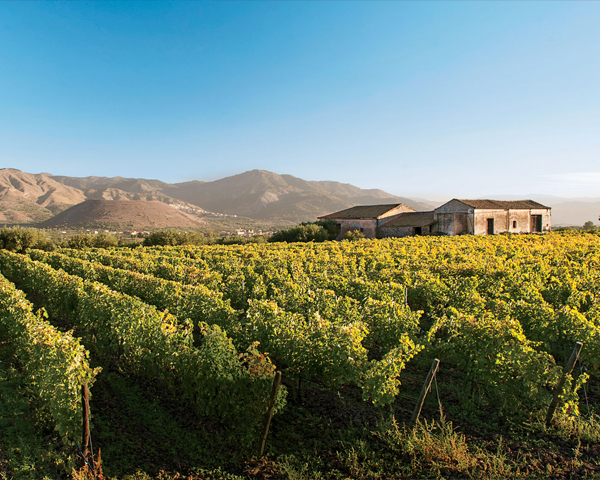 Giới thiệu về vùng rượu vang Sicily